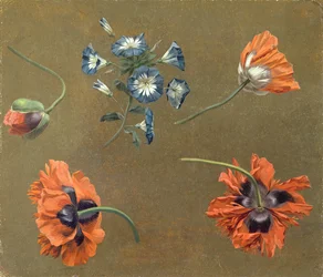 Mohnblumen und Tradascanthus
